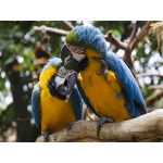 Tour to Argentina -duration 11 days/10 nights:  Deluxe Argentina 2023